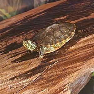 Five Rivers Delta Center (AL) - Alabama Red-bellied Turtle resting