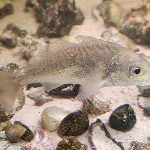 Five Rivers Delta Center (AL) - Micropogonias undulatus