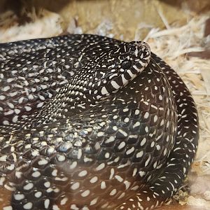 Five Rivers Delta Center (AL) - Lampropeltis nigra