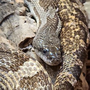 Five Rivers Delta Center (AL) - Pantherophis spiloides