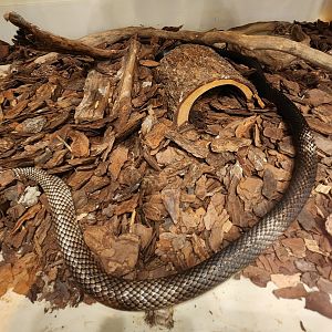 Five Rivers Delta Center (AL) - Masticophis flagellum flagellum