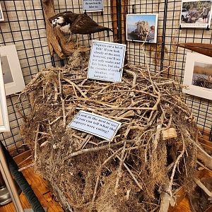 Five Rivers Delta Center (AL) - Osprey nest