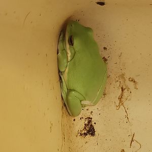 Five Rivers Delta Center (AL) - Hyla cinerea