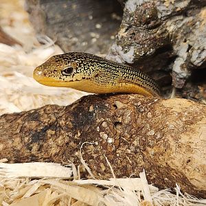 Five Rivers Delta Center (AL) - Ophisaurus ventralis