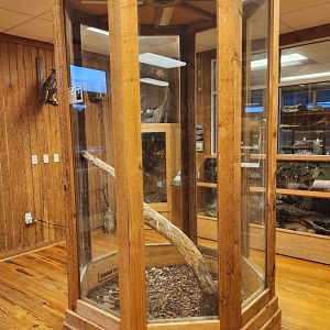 Five Rivers Delta Center (AL) - Great Horned Owl exhibit