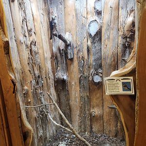 Five Rivers Delta Center (AL) - American Kestrel exhibit
