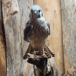 Five Rivers Delta Center (AL) - American Kestrel