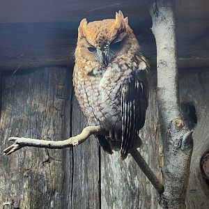 Five Rivers Delta Center (AL) - Eastern Screech Owl