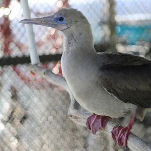 Sula the Red-Footed Booby (Sula sula)