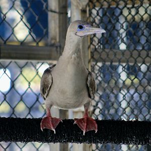 Sula the Red-Footed Booby (Sula sula)