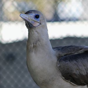 Sula the Red-Footed Booby (Sula sula)