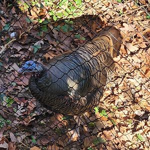 Bear Hollow Zoo - Wild Turkey