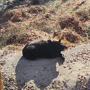 Bear Hollow Zoo - American Black Bear
