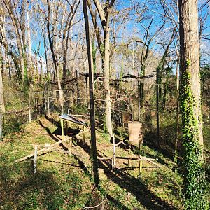 Bear Hollow Zoo - Bald Eagle enclosure