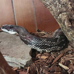 Bear Hollow Zoo - Elaphe obsoleta