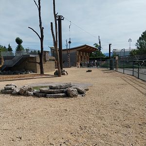 Rotschildt's giraffe enclosure