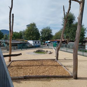 Rotschildt's giraffe enclosure