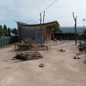 Rotschildt's giraffe enclosure