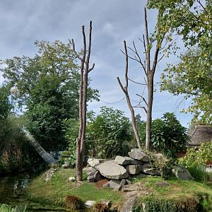 Ringtailed lemur island