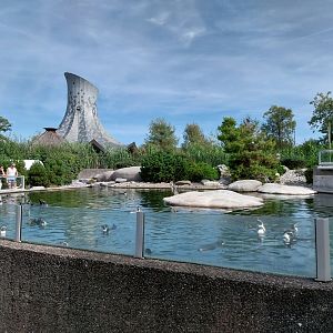 Humboldt penguin enclosure