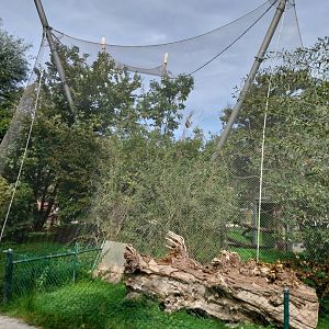 Bolivian squirrel monkey & common red-rumped agouti aviary