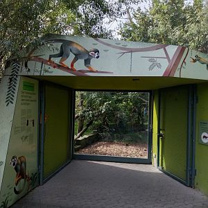 Bolivian squirrel monkey & common red-rumped agouti aviary