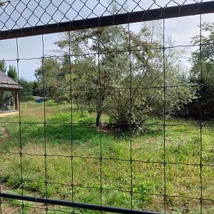 South Africa cheetah enclosure
