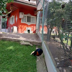 Volière Zug - Fasanerie - Greater Bornean crested fireback (Lophura ignita nobilis)