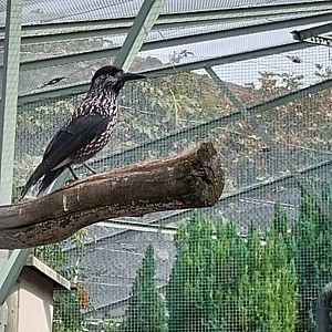 Volière Zug - Fasanerie - Eurasian nutcracker (Nucifraga caryocatactes caryocatactes)