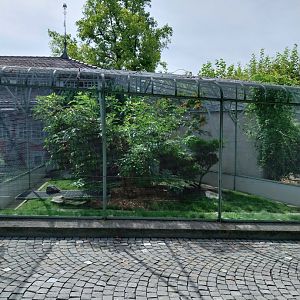 Volière Zug - Fasanerie - Grey peacock and Wonga pigeon aviary