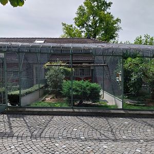 Volière Zug - Fasanerie - Laughing kookaburra, little owl and boobook owl aviary