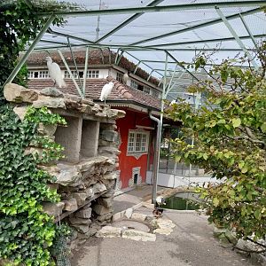 Volière Zug - Fasanerie - Wading birds aviary