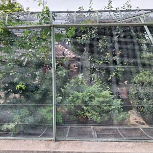 Volière Zug - Fasanerie - Red-billed chough and common scops owl aviary