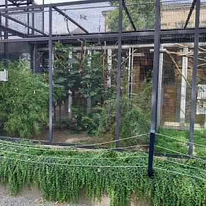 Volière Zug - Neue volière - Piping hornbill & red-belled blue magpie aviary