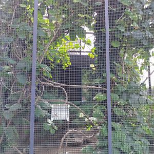 Volière Zug - Neue volière - Red-necked Sulawezi ground-dove