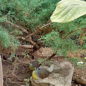 Volière Zug - Neue volière - Red-necked Sulawesi ground-dove (Gallicolumba tristigmata bimaculata)