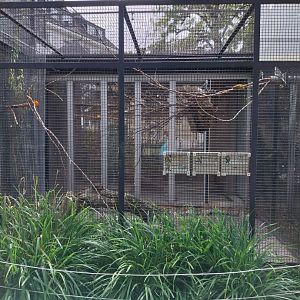 Volière Zug - Mixed species aviary