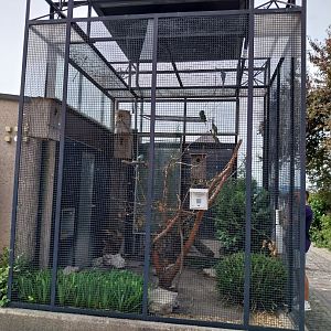 Volière Zug - Neue volière - Mixed species aviary