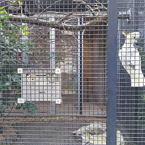 Volière Zug - Neue volière - Sulphur creste cockatoo (Carcatua galerita)