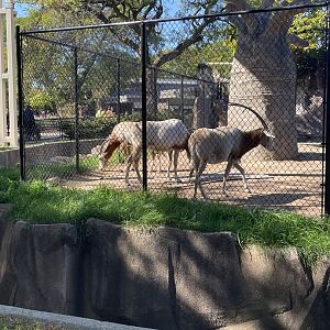 Scimitar Horned Oryx (10/7/23)