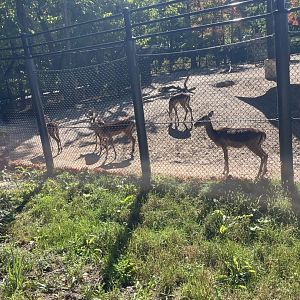 Common Impala (10/7/23)