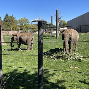 African Elephant (10/7/23)
