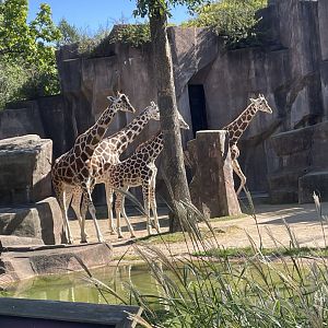 Reticulated Giraffe (10/7/23)