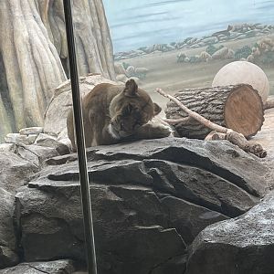 African Lioness (10/7/23)