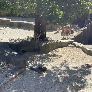 Greater Kudu (10/7/23)