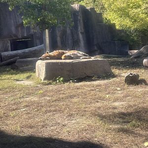 Spotted Hyena (10/7/23)