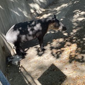 Baird’s Tapir (10/7/23)