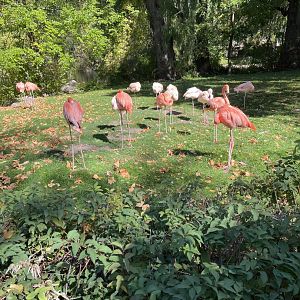 Flamingo Flock (10/7/23)