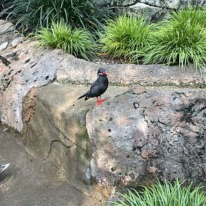 Inca Tern (10/7/23)