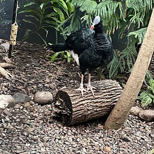 Helmeted Curassow (10/7/23)